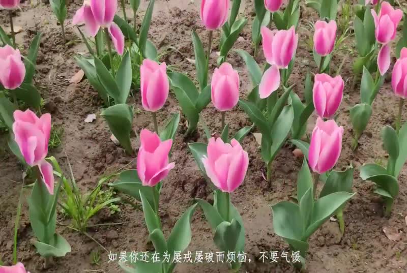 小娥同学为艺术献身 (15)